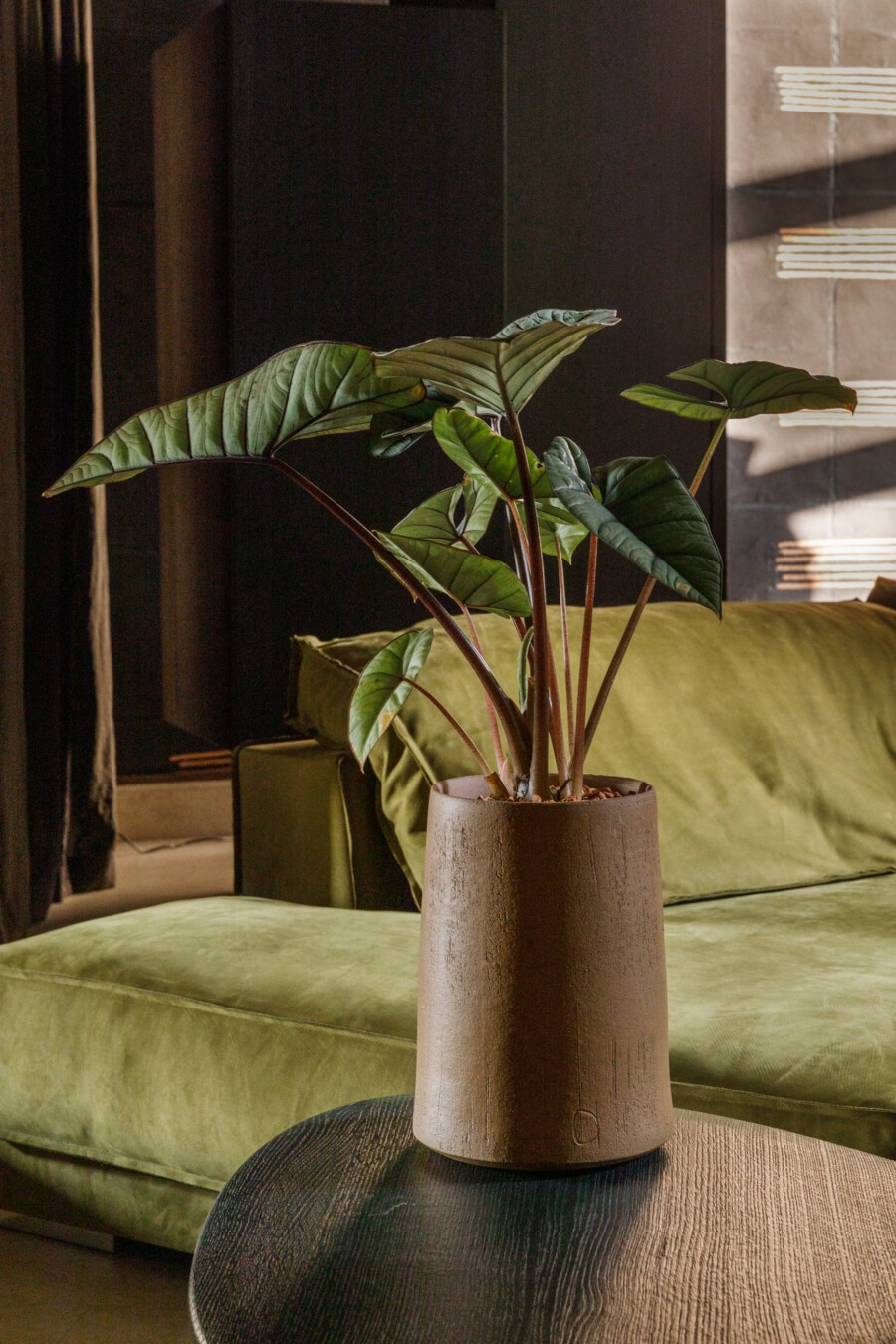 Große Grünpflanze (Monstera sp.) mit roten Stängeln in braunem Zylindertopf, vor grünem Sofa im Wohnzimmer.
