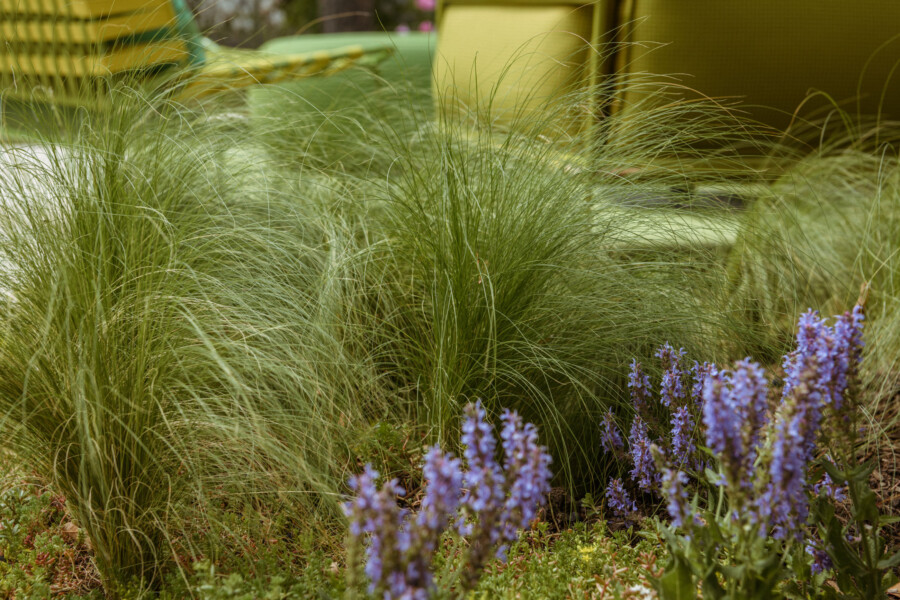 Große Grasbüschel in einem Gartenbeet, vorn violette Lavendelblüten, im Hintergrund gelbgrüne Gartenmöbel.