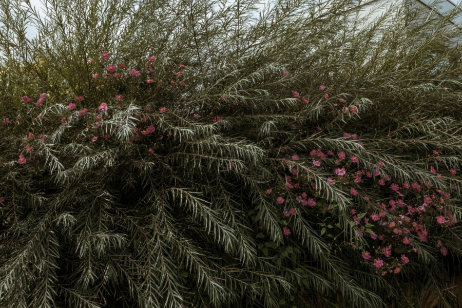 Dense, feathery, silver-green shrub with thin, needle-like leaves and clusters of small pink daisy-like flowers.