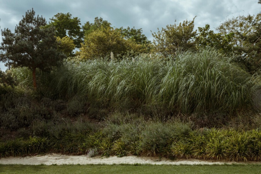 Dense clump of tall ornamental grasses in a garden bed, backed by shrubs and trees under a cloudy sky, with a light sandy edge at the base.