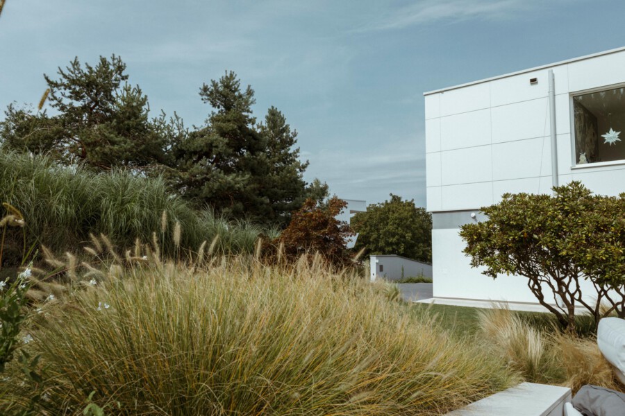 Modern white building on the right with a window display of a star; foreground shows tall ornamental grasses and green shrubs under a blue sky.