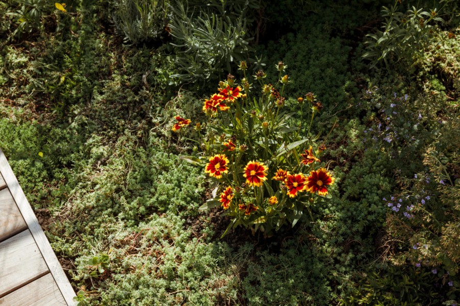 T1 A6620 kramerundkramer gartenarchitektur katsey