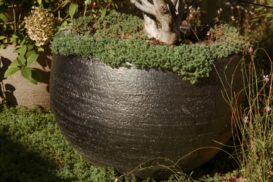 Large round, textured dark planter with a small tree and dense green ground-cover spilling over the rim, surrounded by garden plants.