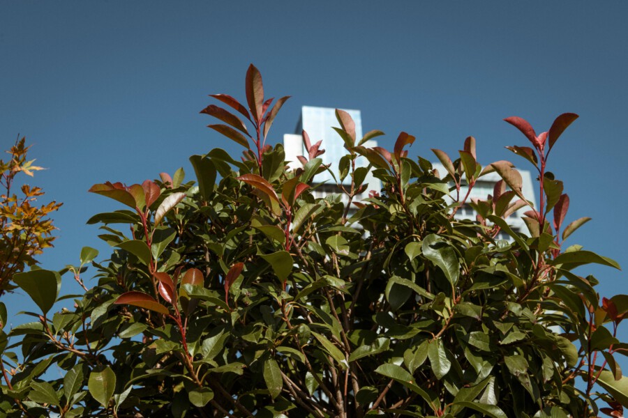 Glossy green shrub with red-tinged new growth against a clear blue sky; a pale building is visible behind the foliage.