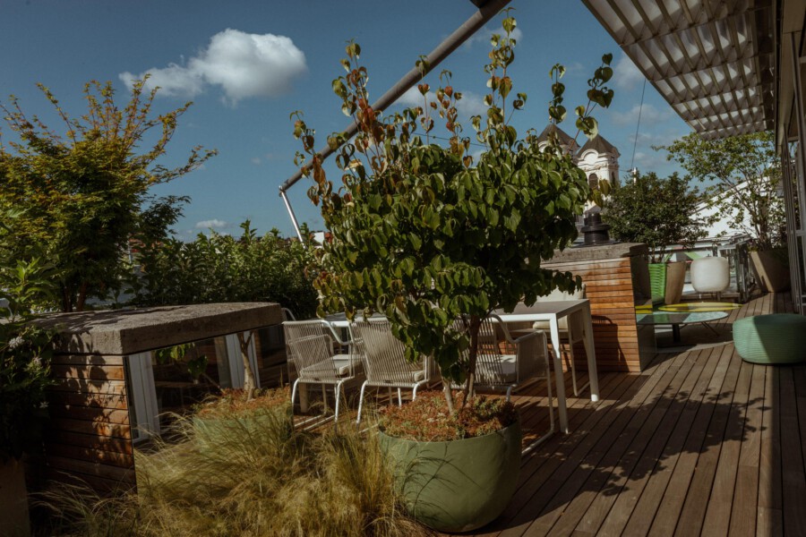 Rooftop terrace with a large Ficus benjamina in a green pot, white metal chairs, and wooden decking; ornamental grasses in foreground.