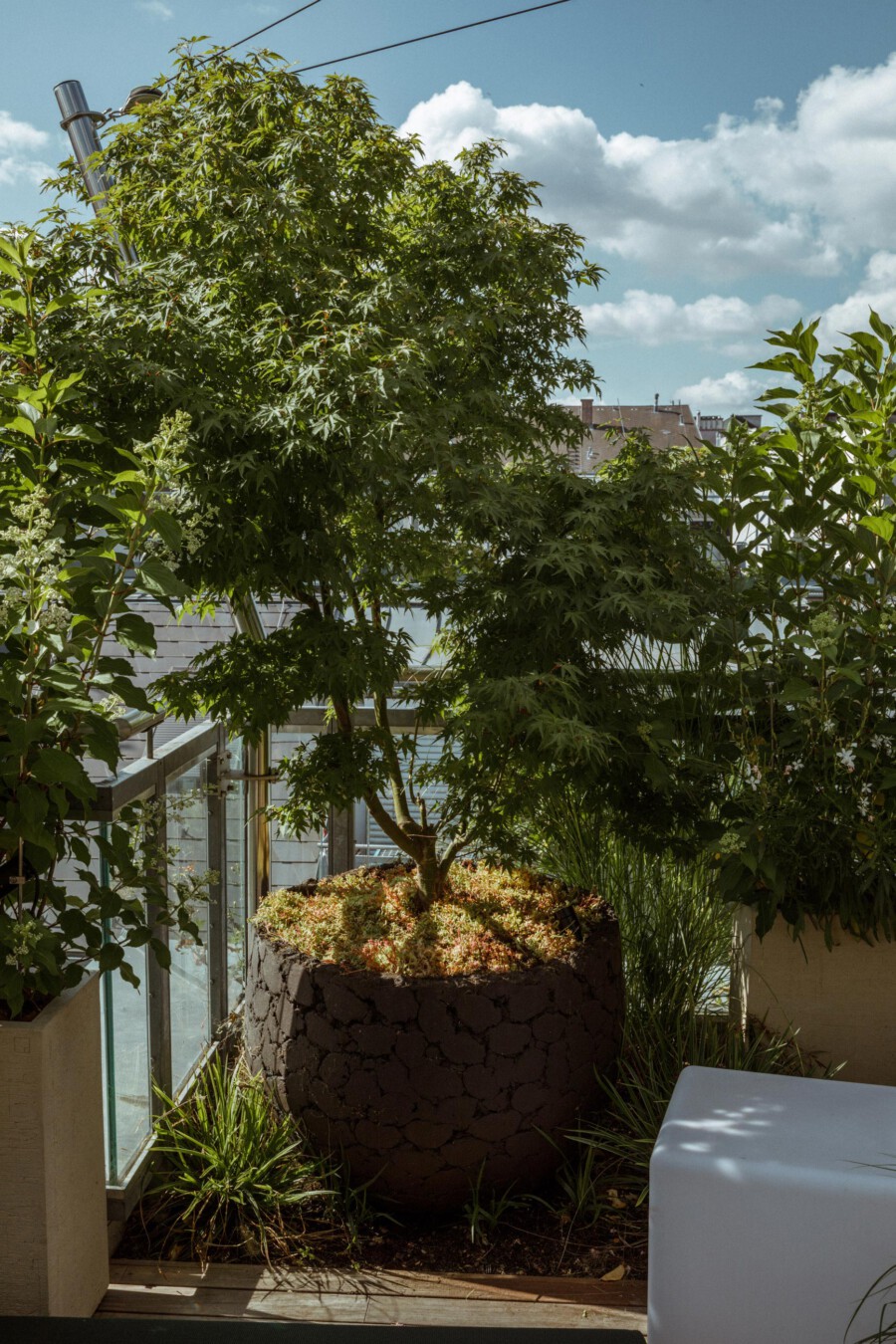 Acer palmatum tree in a circular lava-rock planter on a sunlit rooftop terrace, with glass railing and surrounding greenery.