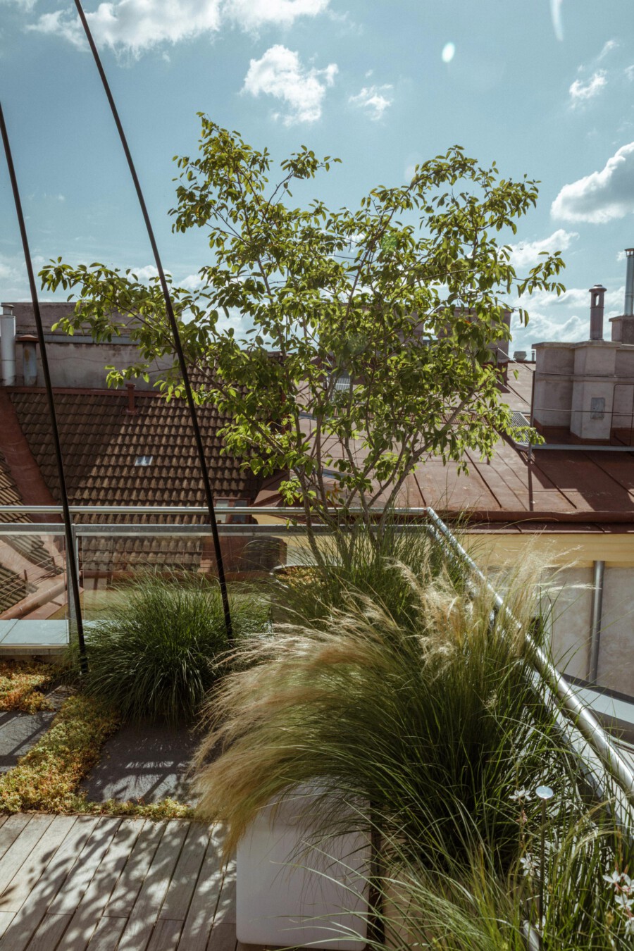 Rooftop terrace with a young ornamental tree and pampas grass (Cortaderia selloana) in planters under a blue sky.