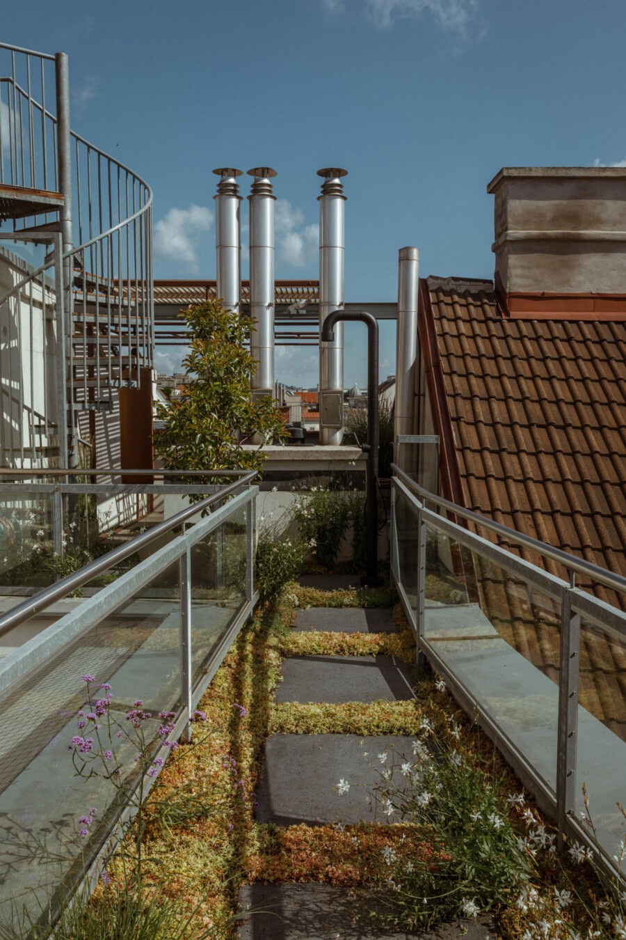 Rooftop garden path with glass railings, mossy stepping stones, and low Sedum groundcover with tiny purple blooms; metal exhaust chimneys beyond.