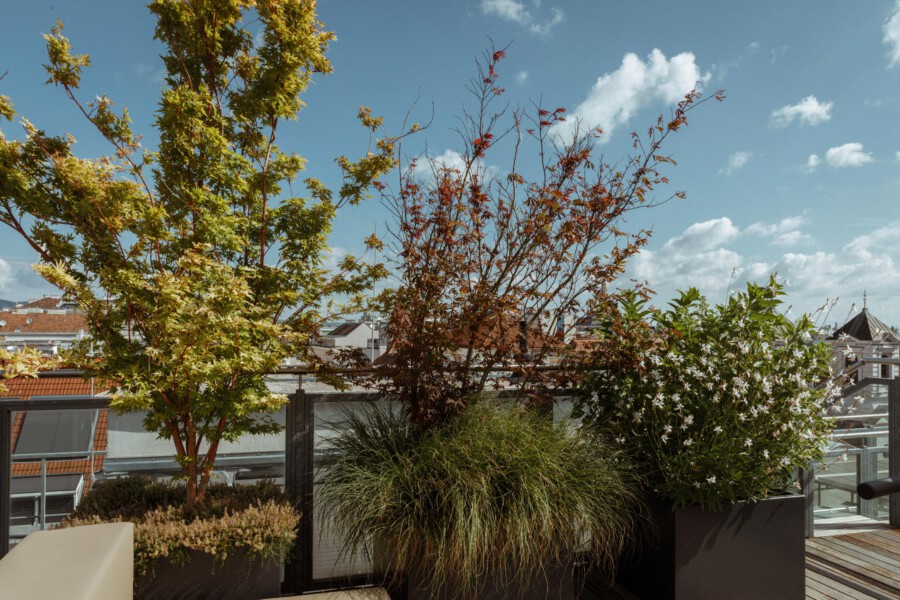 Rooftop terrace planter with Acer palmatum trees in green and red hues, Deutzia gracilis in bloom, and ornamental grasses against a blue sky.