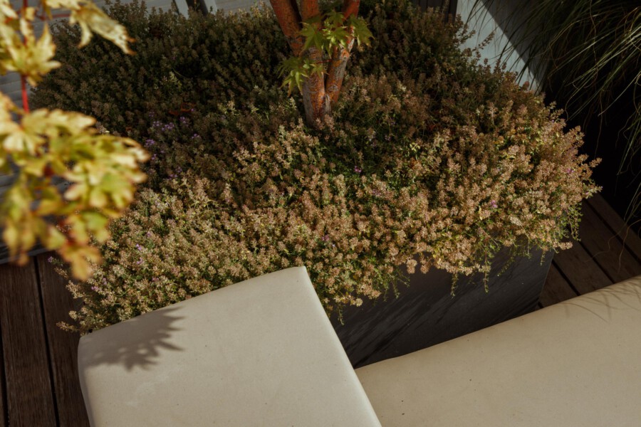 Calluna vulgaris (heather) shrubs in a rectangular planter around a small tree on a wooden deck; beige outdoor cushions visible.