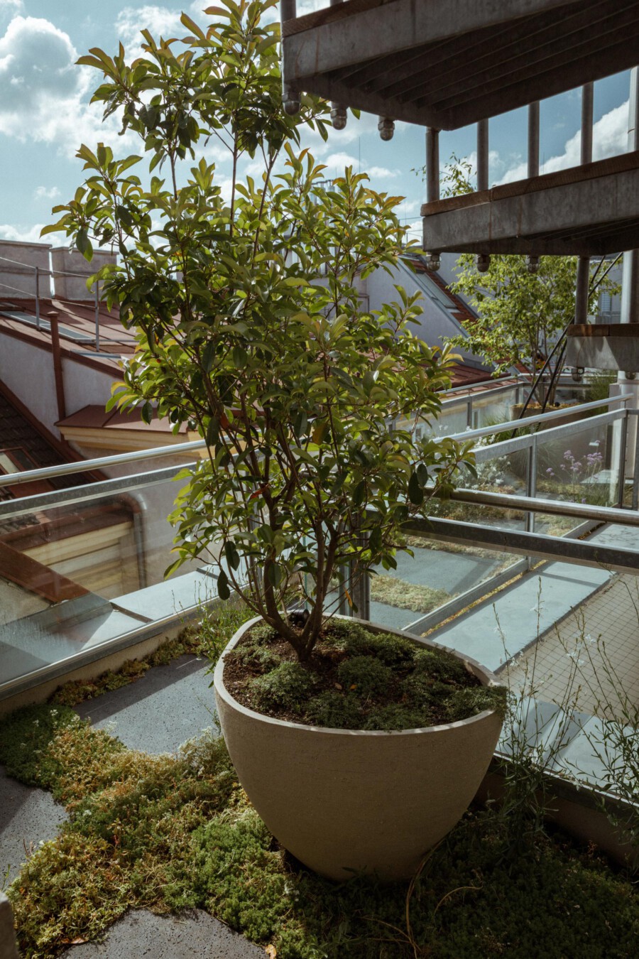 Potted Laurus nobilis on a city balcony with glass railing; evergreen multi-stem tree with glossy leaves.