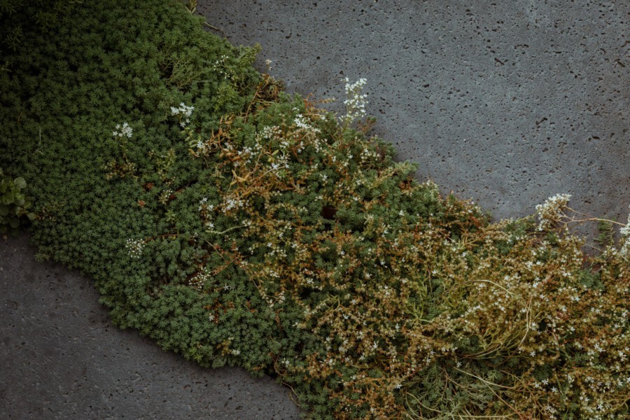 Dense Thymus vulgaris groundcover with white flowers creeping over a gray concrete surface