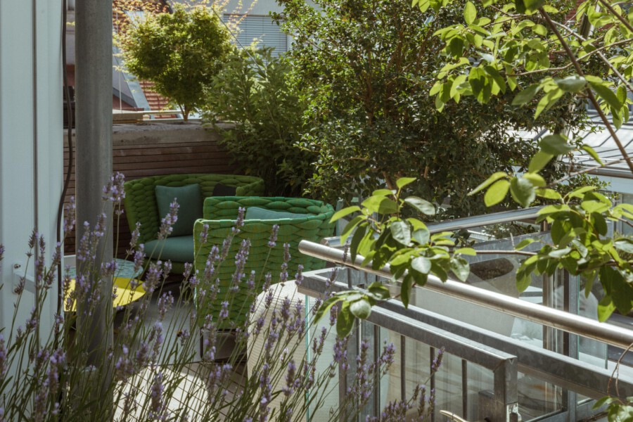 Lavandula angustifolia lavender in foreground; green woven lounge chairs with cushions on a balcony garden with shrubs and glass railing.