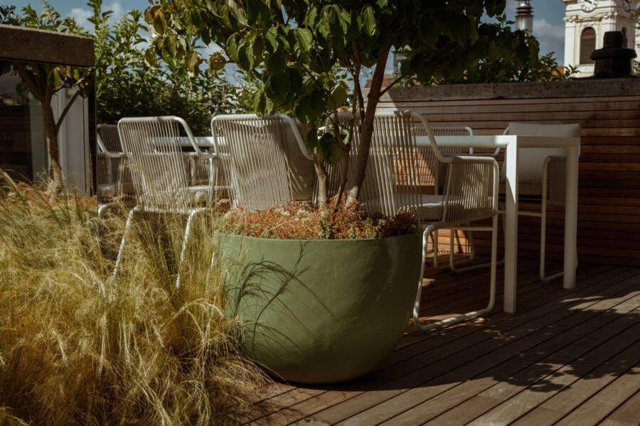 Rooftop patio with white metal chairs around a white table; a large green planter holds a Ficus sp. tree and Pennisetum setaceum grasses.