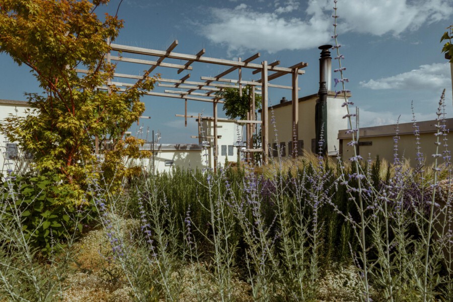 Lavandula angustifolia in bloom in a rooftop garden with Acer palmatum and a wooden pergola under a blue sky.
