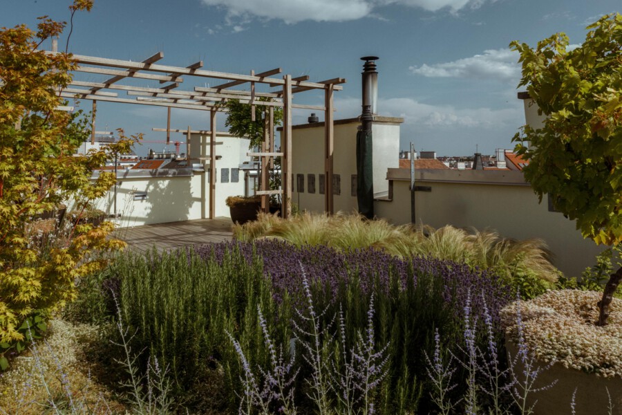 Rooftop garden with Lavandula angustifolia lavender, ornamental grasses, and a wooden pergola against a cityscape.