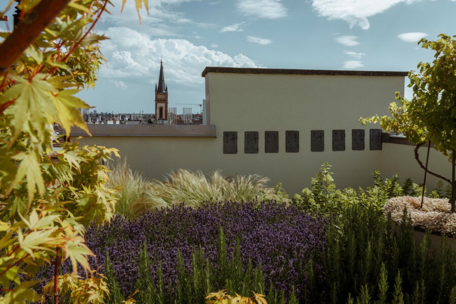 Rooftop garden with Lavandula angustifolia in bloom, Acer palmatum leaves, ornamental grasses, beige wall, distant church spire.