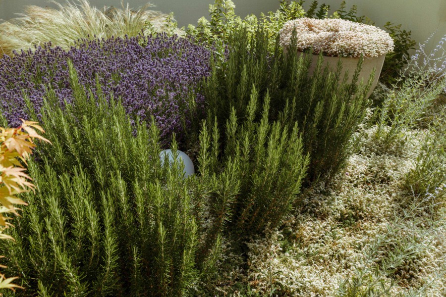 Rosmarinus officinalis shrubs in a herb garden with Lavandula angustifolia, Pennisetum setaceum, and Achillea millefolium groundcover.
