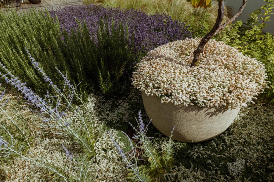 Round pot with white-flowering shrub; trunk grows through. Surrounding: Lavandula angustifolia and Rosmarinus officinalis.