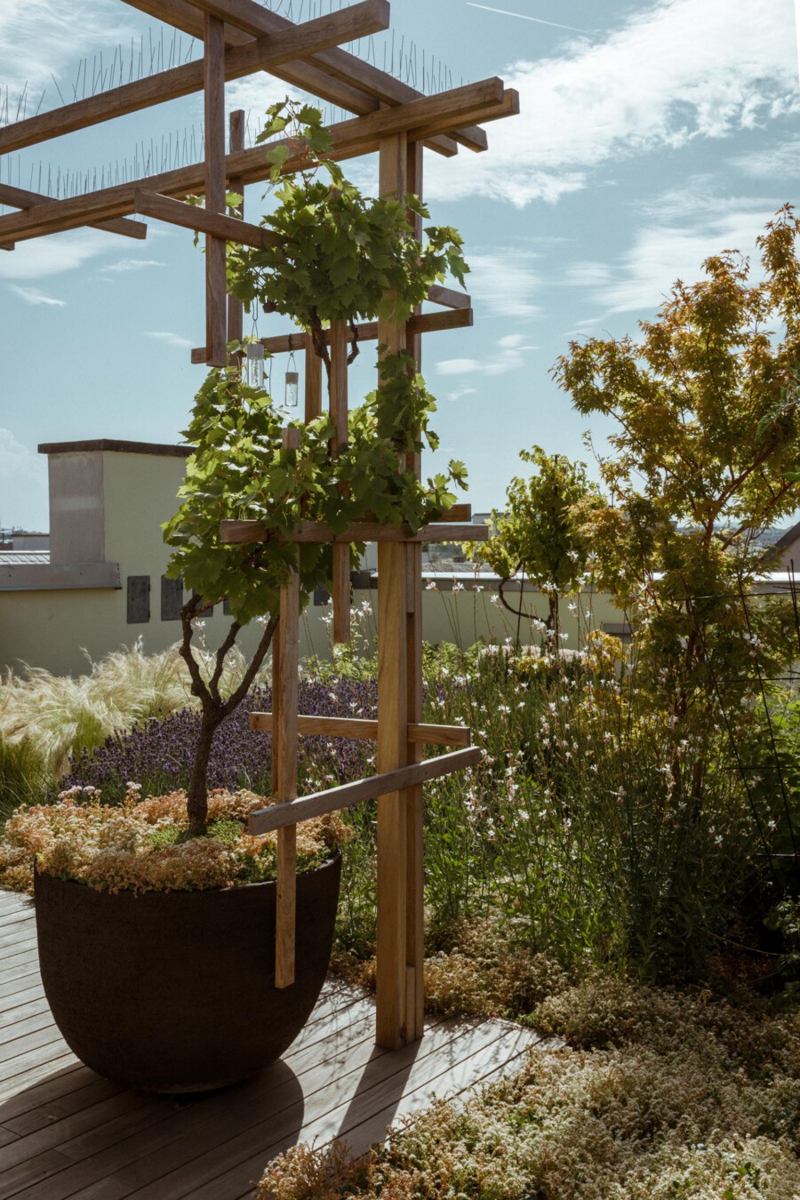 Vitis vinifera grapevine climbing a wooden trellis in a rooftop garden with Lavandula angustifolia border.