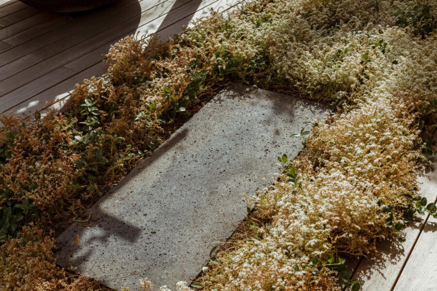 Concrete stepping-stone path bordered by creeping thyme Thymus serpyllum groundcover with white flowers beside a wooden deck.