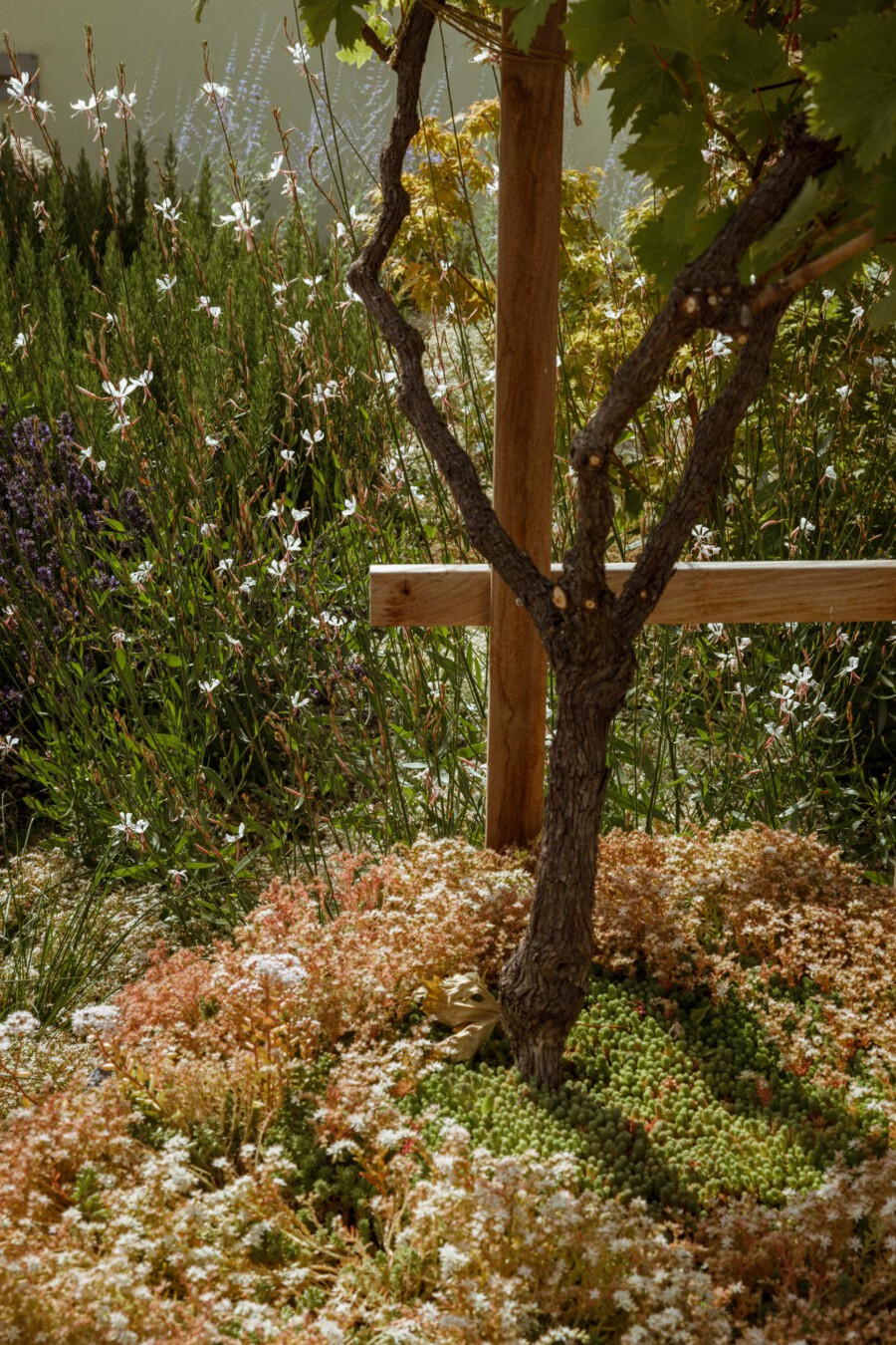 Gnarled tree trunk in a Sedum spurium groundcover bed; Gaura lindheimeri blooms behind in a sunny garden.