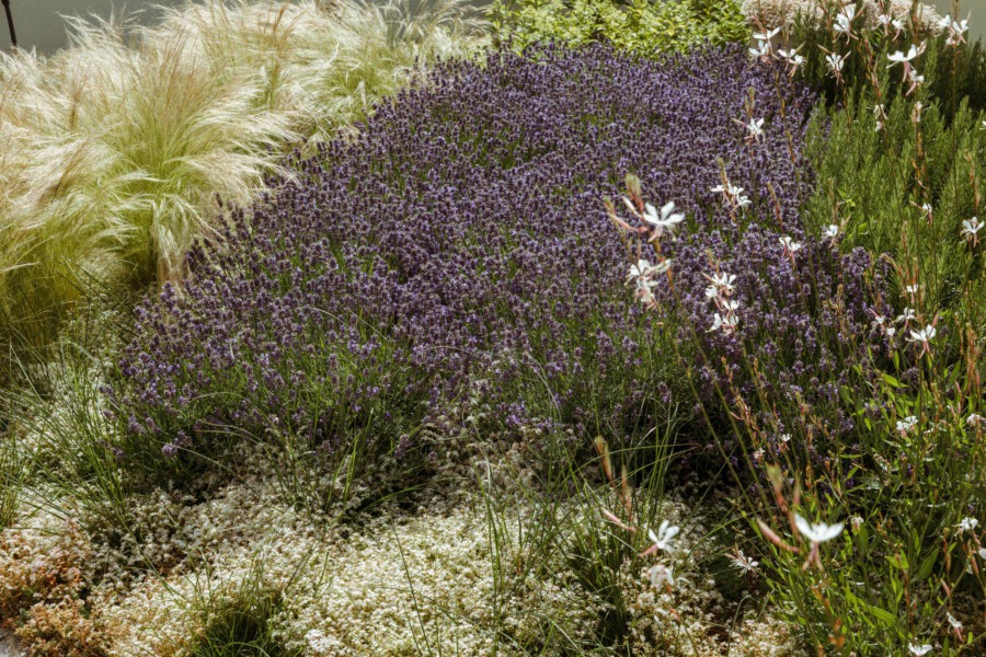 Lavandula angustifolia in bloom with Gaura lindheimeri amid Pennisetum alopecuroides in a sunny garden border