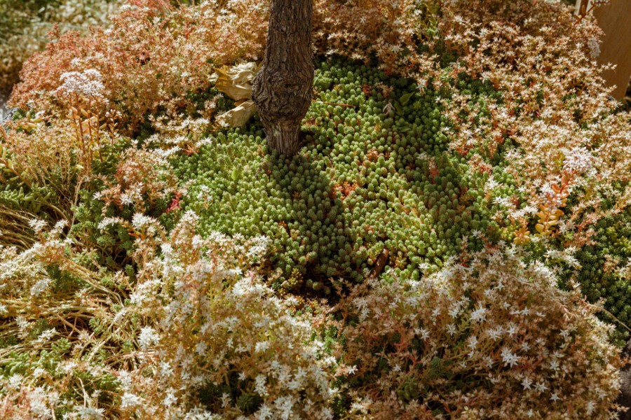 Sedum album groundcover surrounding a tree trunk; dense green succulents with white star-shaped flowers.