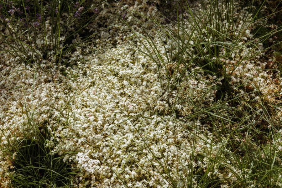 Dense mat of white star-shaped flowers on a low groundcover with slender grassy leaves.