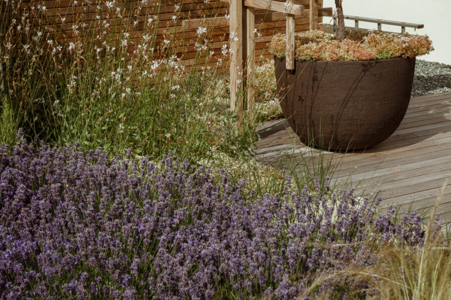 Lavandula angustifolia lavender border in front of a wooden deck; a large round brown planter with pinkish, low-growing foliage.