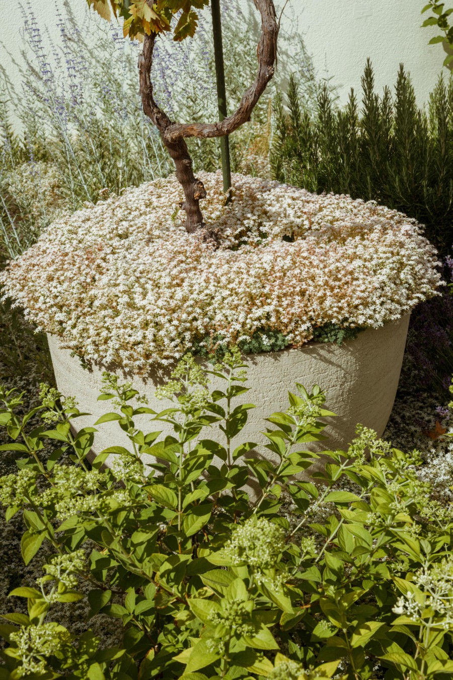 Clay pot with gnarled trunk, surrounded by Iberis sempervirens groundcover and Rosmarinus officinalis in a sunny garden.