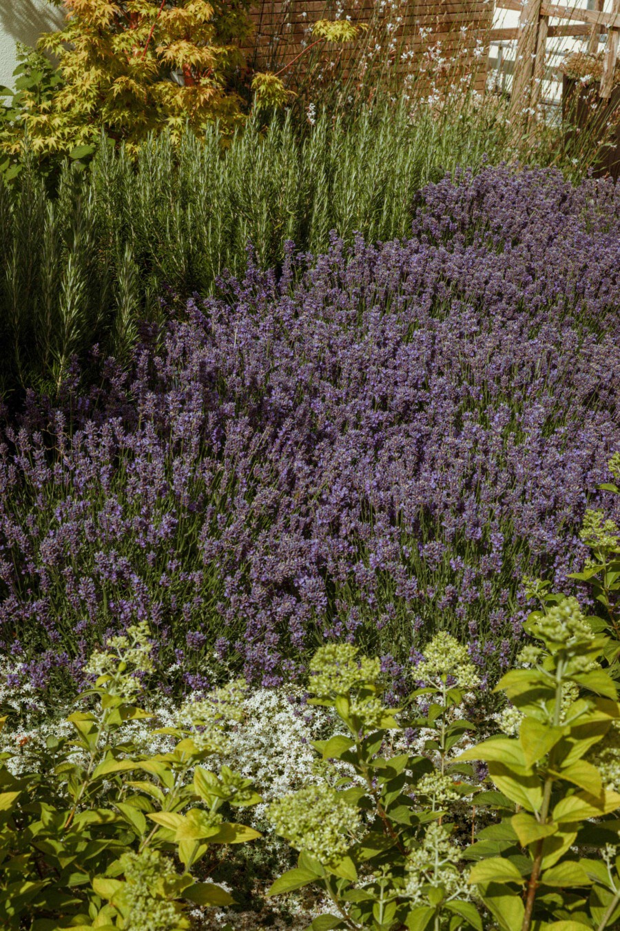 Lavandula angustifolia in full bloom along a garden border with Rosmarinus officinalis shrubs and green foliage.