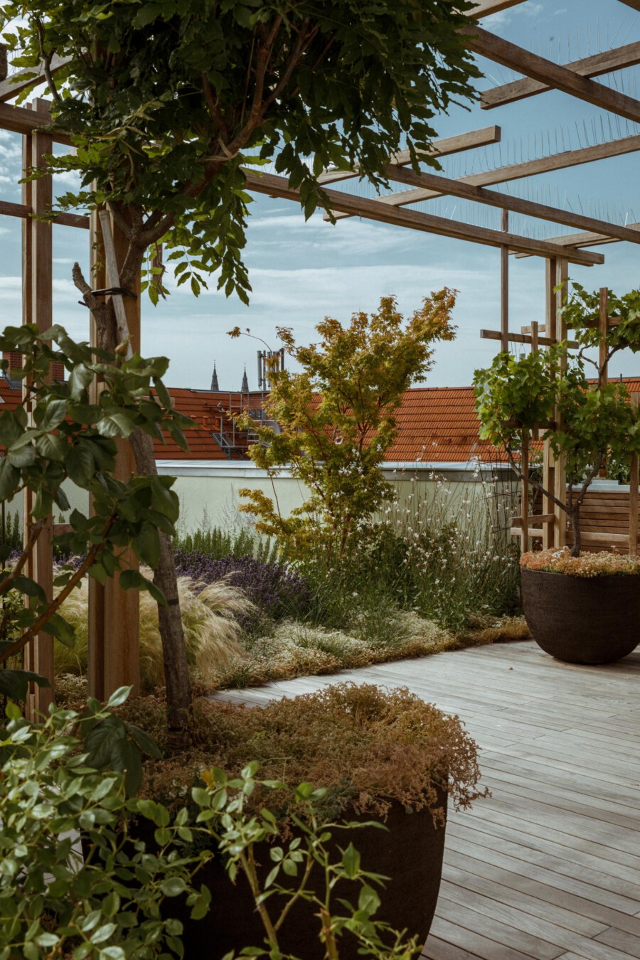 Lavandula angustifolia border along a rooftop garden under a wooden pergola; potted shrubs and grasses, distant city spires.