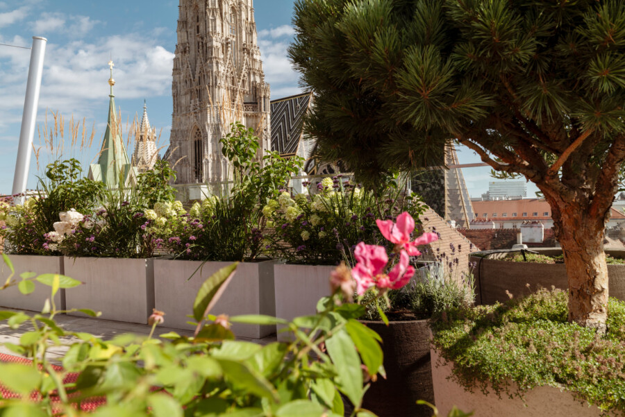 Dachterrassen-Garten mit Hydrangea macrophylla, Pennisetum setaceum und bunten Blüten; gotische Kathedrale im Hintergrund.
