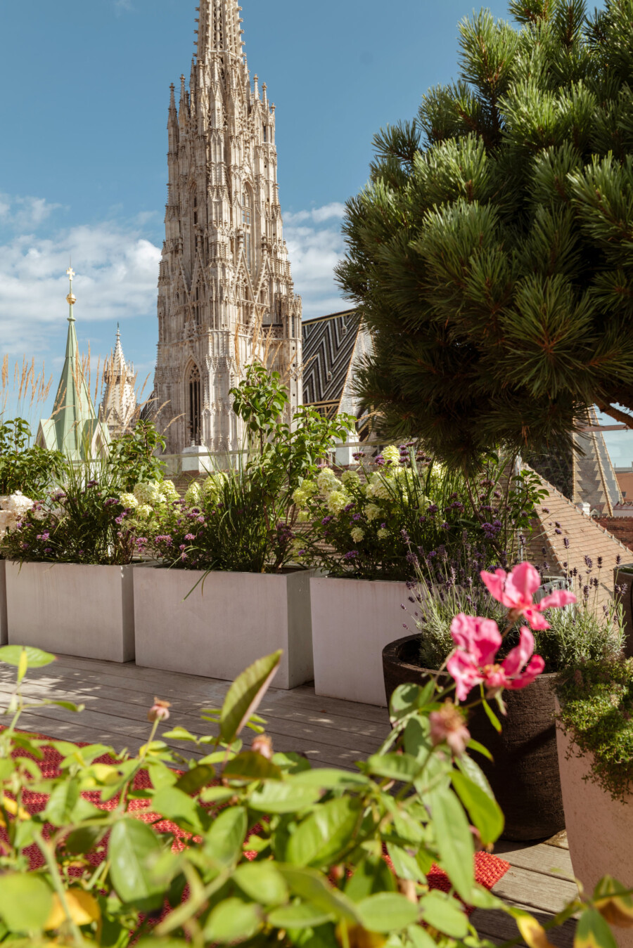 Dachterrassen-Garten mit Hydrangea macrophylla, Pelargonium × hortorum, Lavandula sp.; rechts Pinus pinea; gotische Kathedrale im Hintergrund.