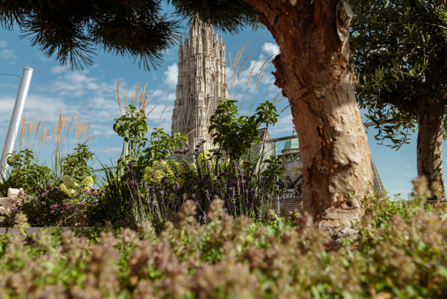 Gotische Kathedrale im Hintergrund, Garten mit Hydrangea macrophylla, Lavandula angustifolia, Pennisetum setaceum im Vordergrund.