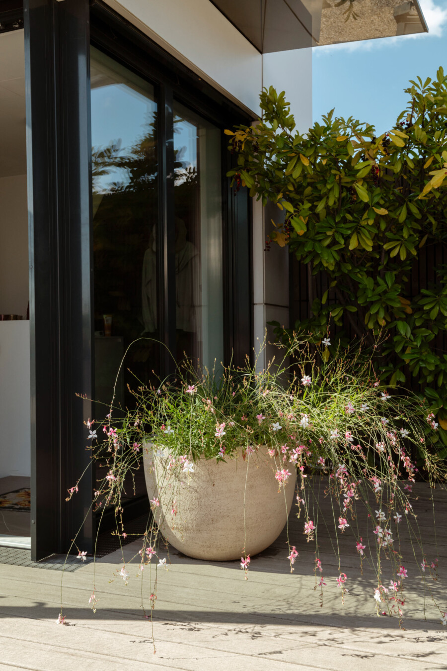 Moderne Hausfront mit Glasfront; Terrakotta-Topf mit Bacopa (Sutera cordata) mit pinken Blüten; daneben grünblättriger Strauch mit dunklen Beeren.