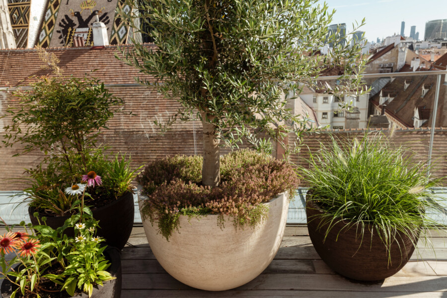 Olivenbaum (Olea europaea) in großem Pflanzkübel, umgeben von Rudbeckia fulgida und Calluna vulgaris; Balkon mit Stadtpanorama.