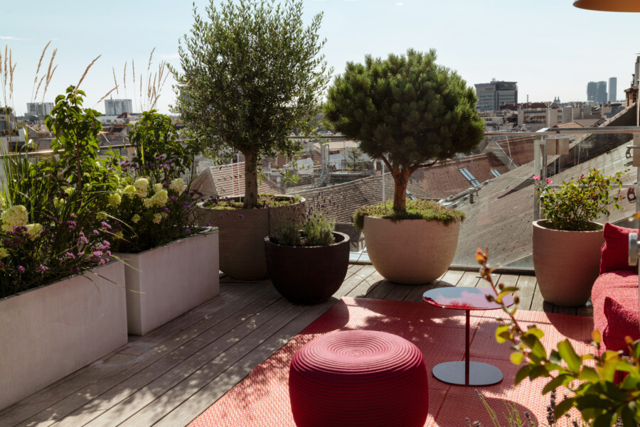 Dachterrasse mit Olea europaea und Pinus pinea in Kübeln; Hydrangea macrophylla, Ziergräser, Stadtblick im Hintergrund.