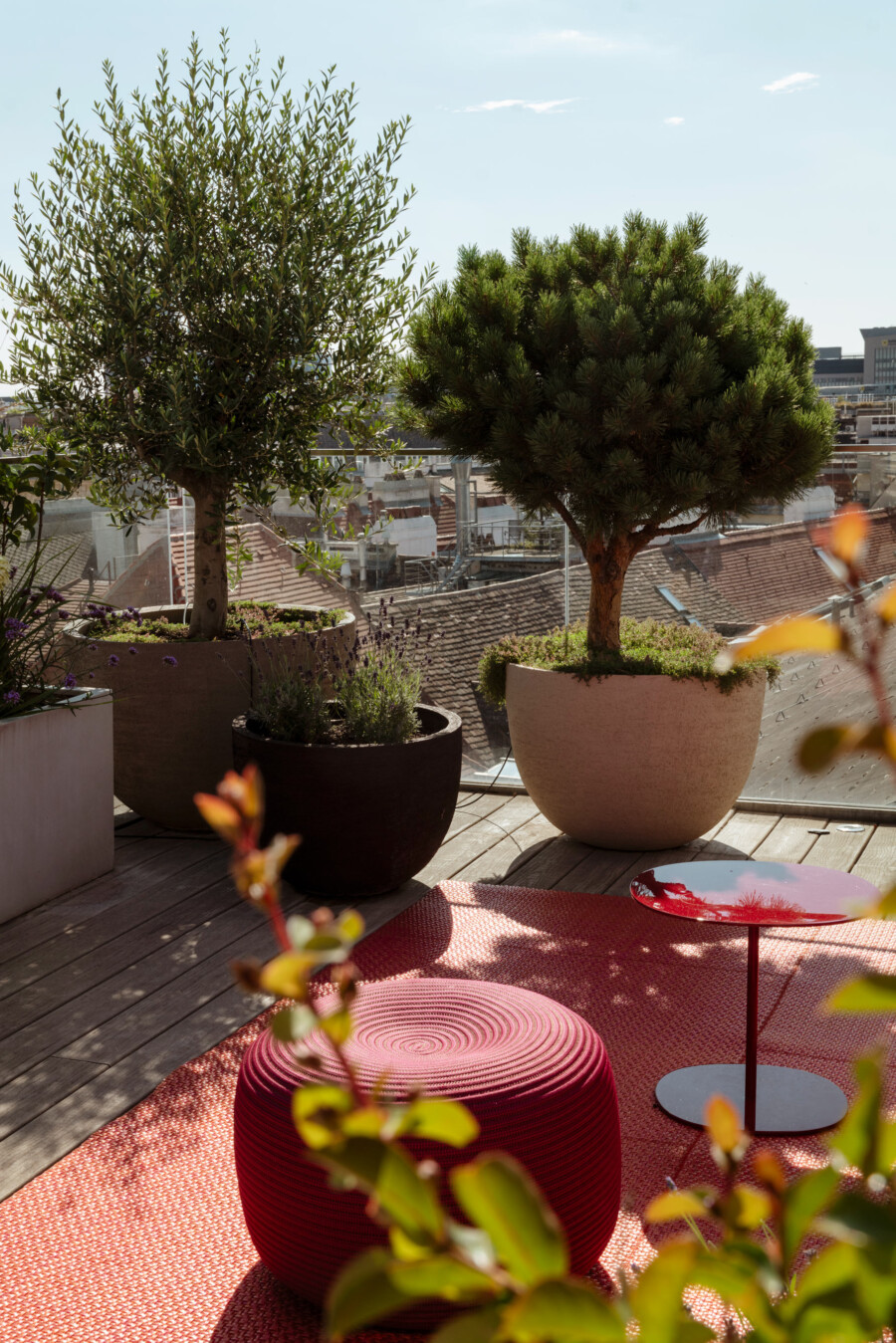 Olea europaea Olivenbaum links und Pinus pinea rechts in Töpfen auf Dachterrasse; roter Teppich und kleine Tische