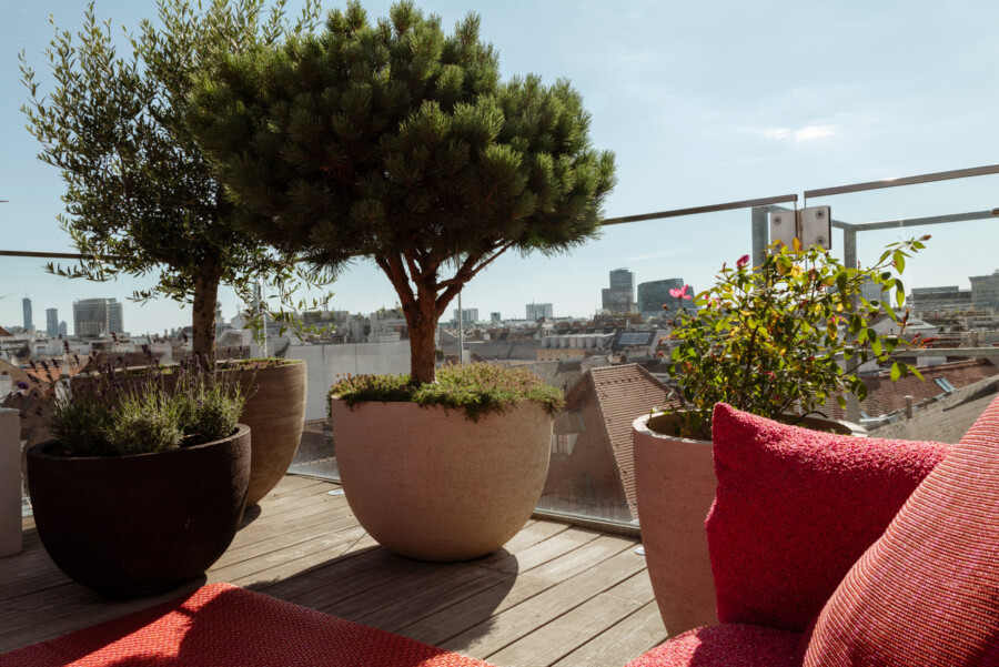 Dachterrasse mit großen Pflanzentöpfen: Pinus pinea, Olea europaea, Lavandula angustifolia; rote Sitzkissen, Glasgeländer, Stadtblick.