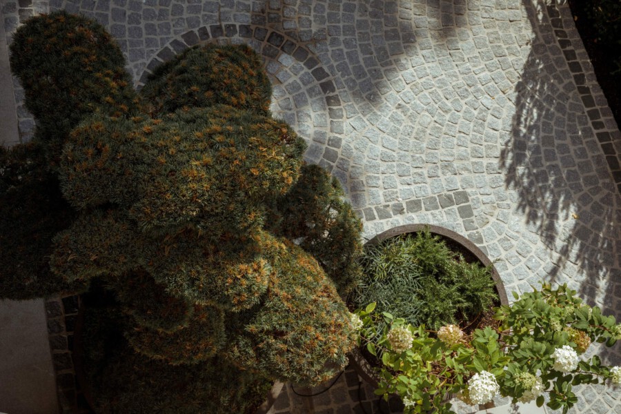 Top-down view of a circular cobblestone courtyard: a large evergreen shrub on the left and white hydrangeas in a planter bottom-right, with shadows across the stones.