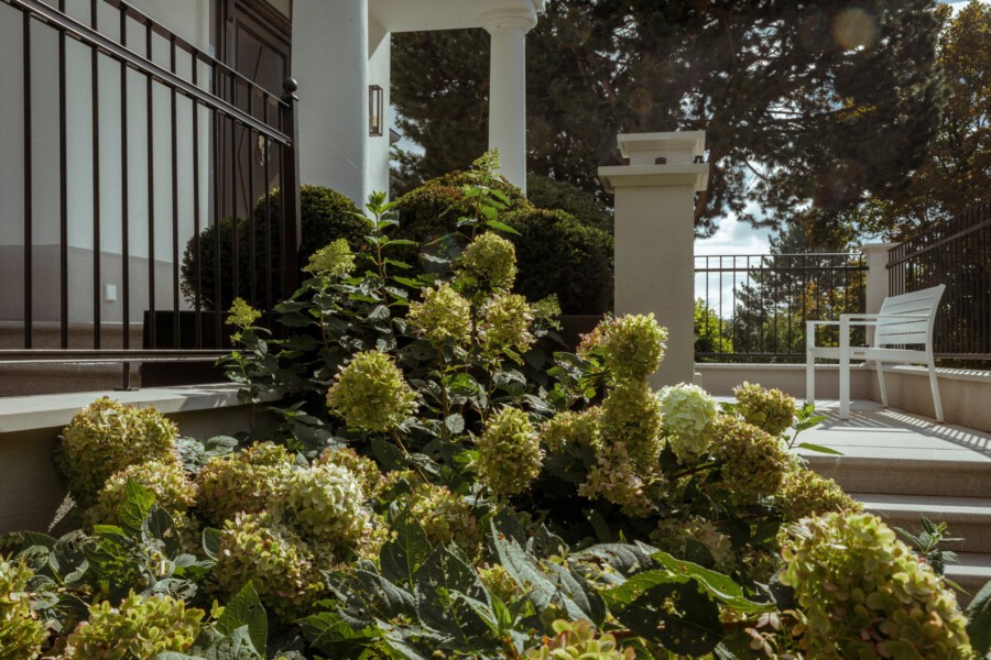 Sunlit porch garden with hydrangea shrubs, green leaves, a white bench on a tiled patio, and black railing beside white columns.