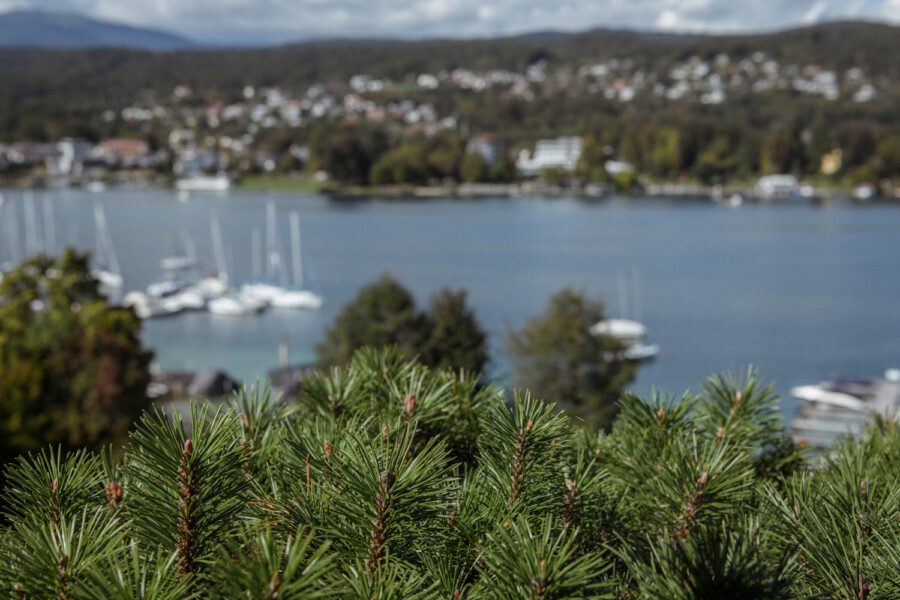 Grüne Tannennadeln im Vordergrund; dahinter ein See mit Segelbooten und eine Uferlandschaft mit Häusern am Hang.