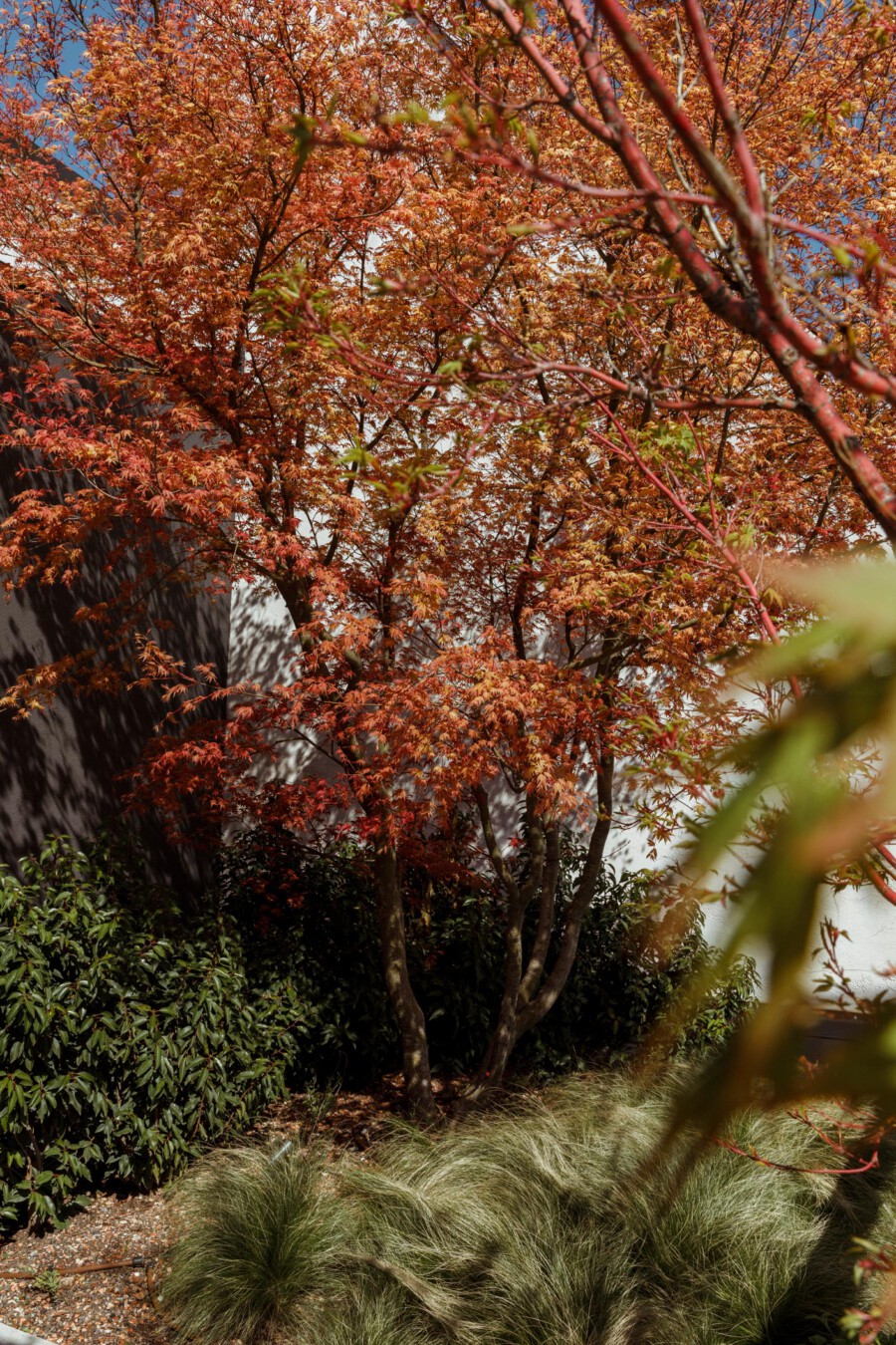 T1 A8717 kramerundkramer garten katsey