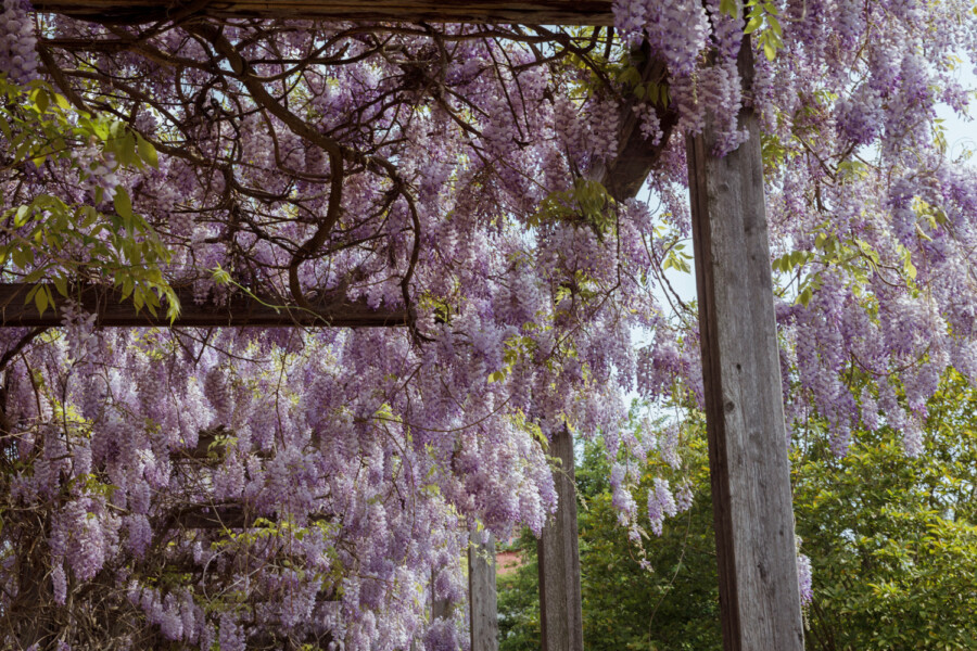 T1 A0008 kramer und kramer gartenkatsey