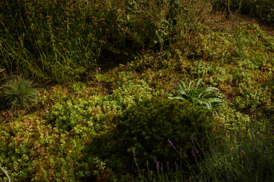 DSC8828 kramer und kramer gartenkatsey