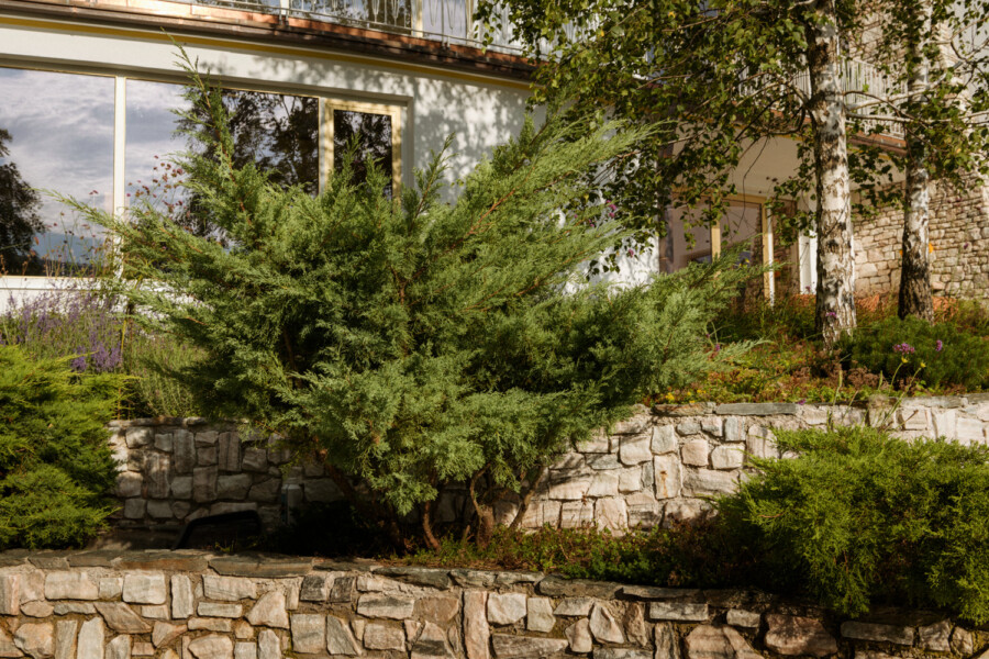 DSC8831 kramer und kramer gartenkatsey