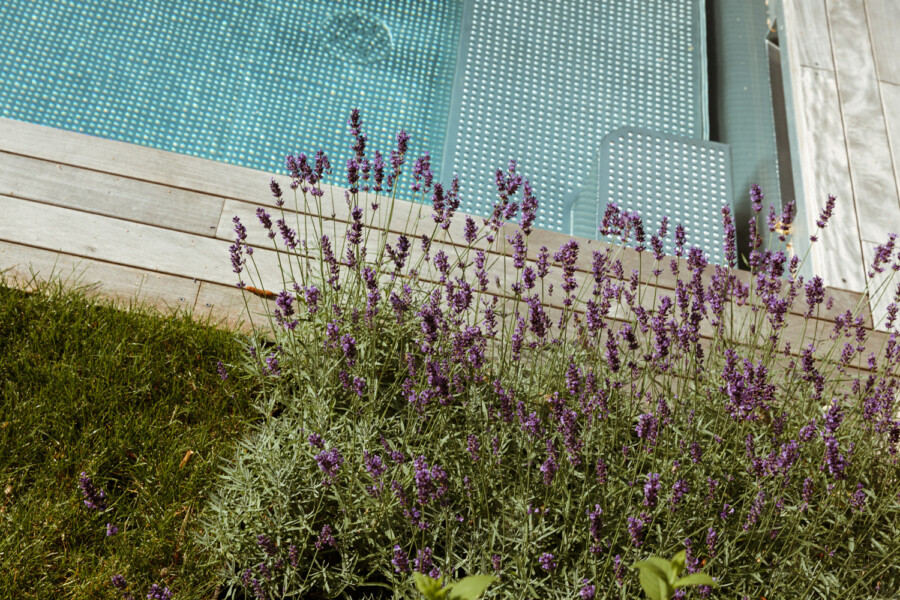 Cluster of purple lavender in a sunlit garden beside a light wooden deck and a turquoise pool with perforated, textured steps.