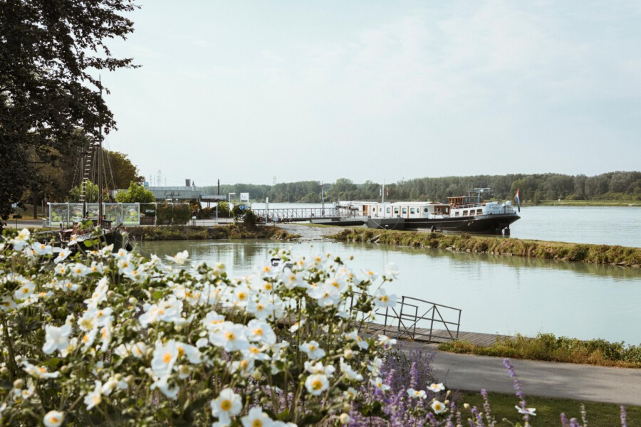 Leucanthemum vulgare im Vordergrund; ruhiges Flussufer mit Boot am Kai und Uferpromenade.